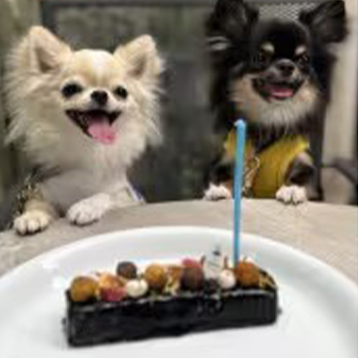 ザッハトルテ（犬用）【ペットフード ペット 動物 犬 餌 エサ 小型犬 愛犬 愛犬家 愛犬用 おやつ デザート 手作り タルト ケーキ 健康 おやつ 犬用 ペット用 ご褒美 福岡県 筑前町 ふるさと納税 冷凍 送料無料 CH022】