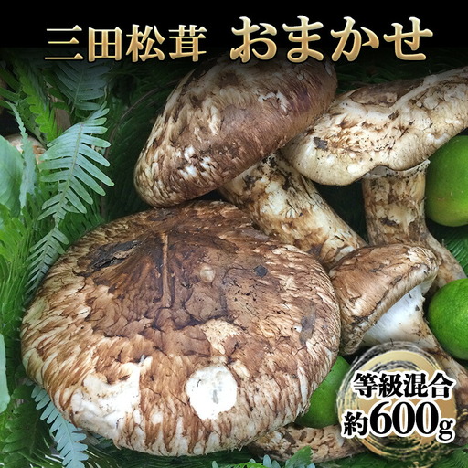 【ふるさと納税】 三田 松茸 おまかせ (等級混合約600g) まつたけ 秋の味覚 きのこ キノコ 旬の野菜 贈答品 お歳暮 新年 年末 贈り物 ギフト 食品 ギフト  ふるさと納税 ふるさと 人気 おすすめ 送料無料 兵庫県 三田市