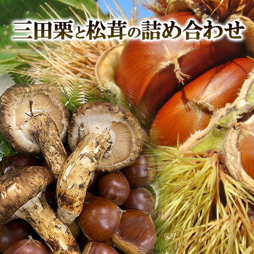 [ふるさと納税] 三田栗 2L (1kg) 三田 松茸 (等級混合約200g) の詰め合わせ 栗 まつたけ 秋の味覚 きのこ キノコ 旬の野菜 贈答品 贈り物 ギフト 食品 ギフト ふるさと納税 ふるさと 人気 おすすめ 送料無料 兵庫県 三田市