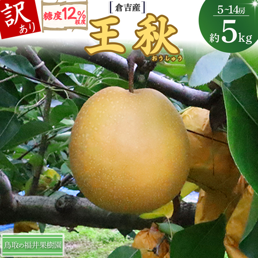 [訳あり][期間限定]令和8年産 王秋 5kg 倉吉産 福井果樹園 梨 王秋 ブランド梨 果物 フルーツ 和梨 先行予約 数量限定 詰め合わせ