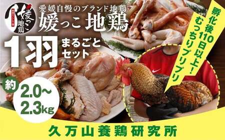 久万高原町産!愛媛ブランド地鶏「媛っこ地鶏」 1羽まるごと!平飼い | モモ ムネ ササミ 内臓 手羽元 手羽先 もも むね 胸 ささみ 鶏肉 鳥肉 久万山養鶏研究所 ※離島への配送不可
