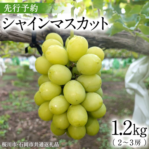 [ 2026年 収穫分 ] シャインマスカット 1.2kg 2〜3房 (桜川市・石岡市共通返礼品) 先行予約 石田ぶどう園 国産 茨城県 桜川市 マスカット ぶどう ブドウ 葡萄 果物 くだもの フルーツ 旬 人気 採れたて 新鮮 産地直送 秋 贈答 ギフト [FB006sa]