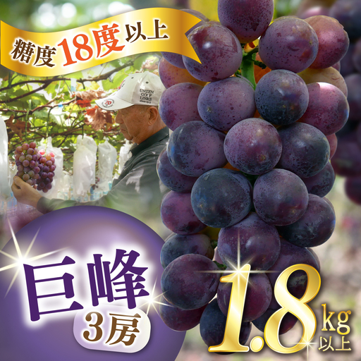 【2027年7月下旬-発送】巨峰ぶどう 3房1.8kg以上 [SCW073] ぶどう