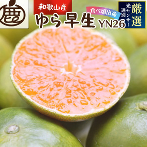 鹿蔵 プレミアム 有田みかん ( ゆら早生 ) 5kg+250g（傷み補償分） 光センサー 選果　※北海道・沖縄・離島への配送不可 ※10月上旬〜11月中旬頃に順次発送予定 / 温州みかん 秀品  柑橘  和歌山 【ikd003-prem-5A】
