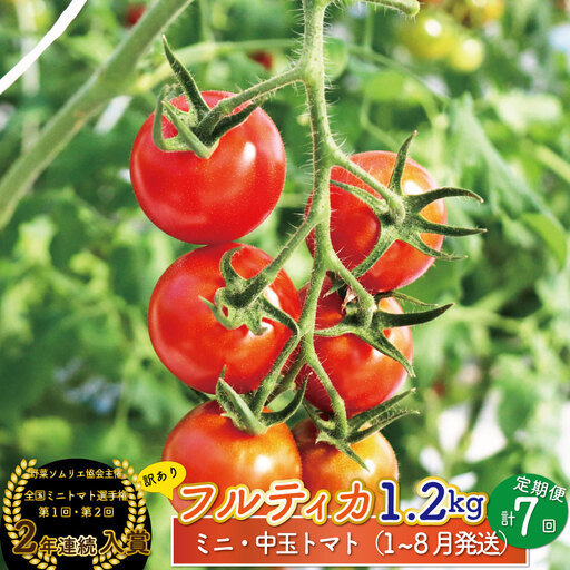 【2027年1月～8月頃発送】＜約1.2kg×7回 定期便＞訳あり アイメック フルティカ トマト＞ましまファーム ミニトマト フルーツトマト  ワケあり 規格外