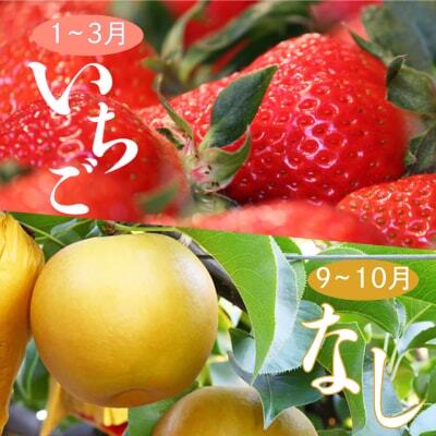 （全2回）佐川町産フルーツ 定期便 　いちご 梨