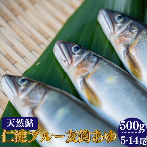 有名料亭も絶賛!鮎屋仁淀川の仁淀ブルー友釣り天然鮎500g(5-14尾)[2026年6月アユ漁解禁後発送]