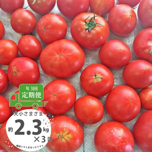 ≪2027年1月頃〜発送≫[ふるさと納税][[訳あり]トマト定期便 約2.3kg×3回(計6.9kg) 織田トマト 高知 サイズ 違い 混合 キズあり 大小 まるっと]高知県 佐川町 サイズ混合 [毎年2月末頃まで申込受付][1月〜5月の間に3回お届け]