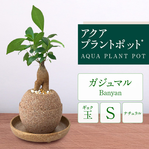 アクアプラントポット® 玉S 植木鉢ガジュマル(2126)