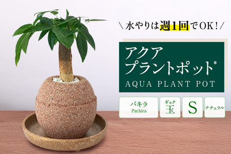 アクアプラントポット® 玉S 植木鉢パキラ(2127)
