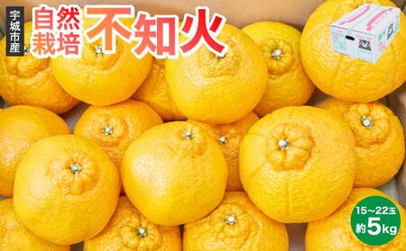 先行予約 自然栽培熊本大見柑 (不知火) 約5kg(15〜22玉) 2027年3月上旬から2027年4月中旬発送予定