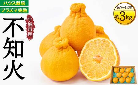 先行予約 プラズマ完熟熊本大見柑 (不知火) 約3kg(7〜12玉前後) 2027年3月上旬から2027年4月中旬発送予定