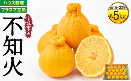 先行予約 不知火 プラズマ完熟熊本大見柑 (不知火) 約5kg(15〜22玉)2027年3月上旬から2027年4月中旬発送予定