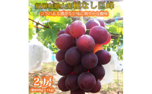 紀州和歌山産の種なし巨峰ぶどう２房（約800g～1kg） / ぶどう ブドウ 葡萄 種無し フルーツ 果物 くだもの ※2027年8月中旬〜9月上旬頃順次発送予定 ※離島への配送不可 【uot517-r-0d8】