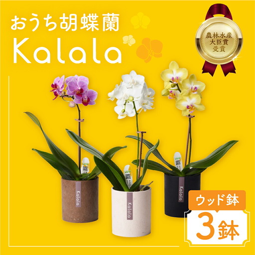 産直胡蝶蘭『カララ』3鉢セット ウッド鉢 胡蝶蘭 胡蝶蘭