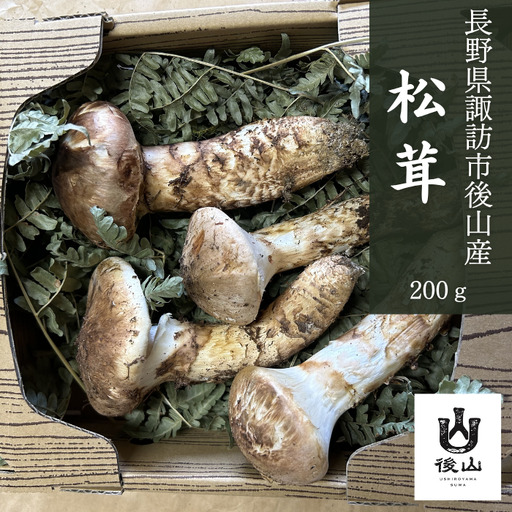 松茸 約200g〜250g 諏訪市後山産 2026年9月下旬以降 配送 [67-03]