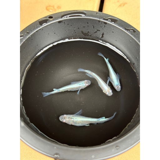 メダカ 幹之（みゆき） ５匹 （２ペア＋１匹） 死着保証 ／ aju succulent 観賞魚 淡水魚 魚 ペット 生き物 奈良県 葛城市【ajus008】