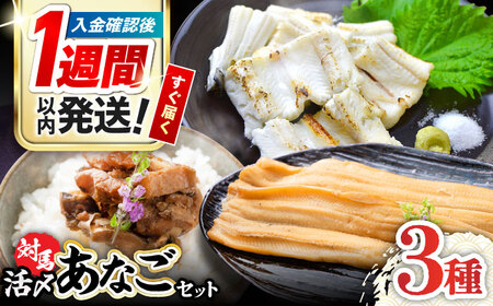 [1週間以内発送]対馬 産 活〆 あなご セット [WAC001] 煮あなご 佃煮 穴子 アナゴ あなご重 スピード発送 最速発送 最短発送