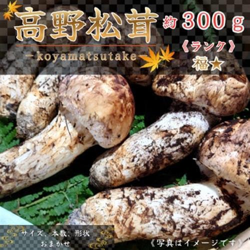[和歌山産]〜香りそのまま真空パック〜高級・希少高野松茸 300g(福:★)_野菜 松茸 きのこ まつたけ マツタケ_[配送不可地域:離島・北海道・沖縄県]