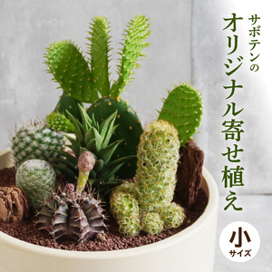 サボテンのオリジナル寄せ植え(小) 本格サボテン 産地直送 サボテン インテリア サボテンギフト プレゼント オシャレ かわいい 人気 多肉植物 [133O01]