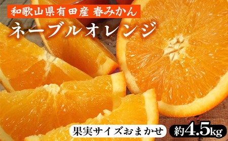ネーブルオレンジ[約4.5kg]和歌山県有田産 春みかん[果実サイズおまかせ] | 和歌山県産 柑橘 フルーツ 紀伊国屋文左衛門本舗