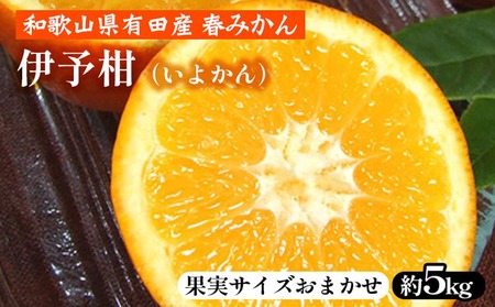 伊予柑(いよかん)[約5kg]和歌山県有田産 春みかん[果実サイズおまかせ] | 和歌山県産 柑橘 フルーツ 紀伊国屋文左衛門本舗