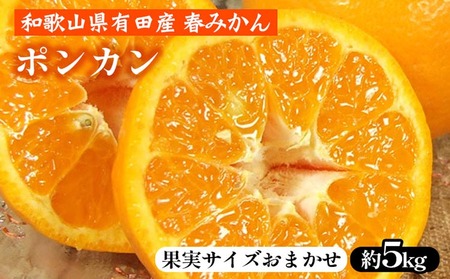 ポンカン[約5kg]和歌山県 有田産 春みかん 春柑橘[果実サイズおまかせ] | 和歌山県産 柑橘 フルーツ 紀伊国屋文左衛門本舗