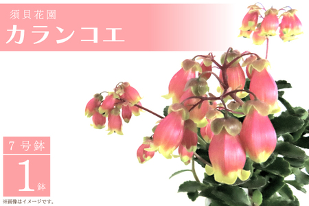 【2027年2月より順次発送】須貝花園 カランコエ 1鉢(7号鉢)｜カランコエ 花 季節の花 須貝花園 先行予約 茨城県 行方市(C-3)