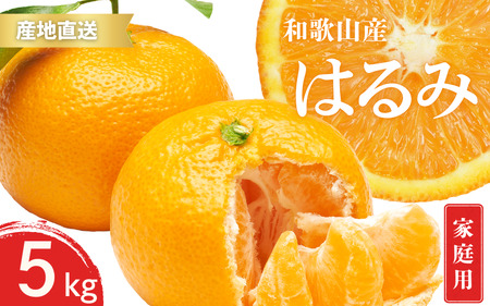 【先行予約】家庭用 訳あり はるみ 和歌山 有田 2S～3Lサイズ混合 5kg【1月下旬～3月下旬までに順次発送予定】/ みかん フルーツ 果物 くだもの 蜜柑 柑橘【ktn047】