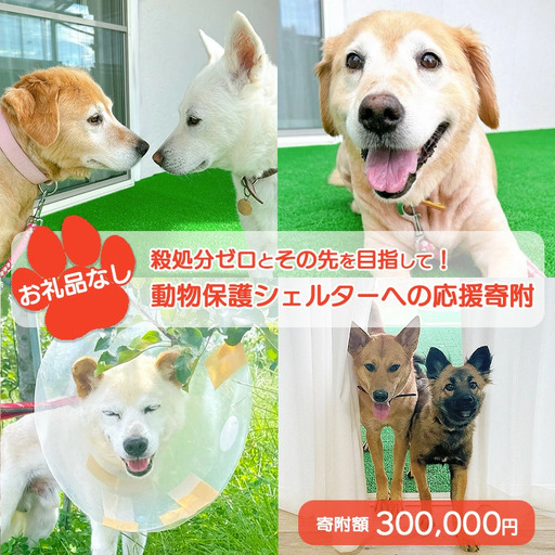 【お礼品なし】殺処分ゼロとその先を目指して！　動物保護シェルターへの応援寄附　300,000円/応援寄付金 返礼品なし お礼の品なし 地元支援 地域支援 ふるさと支援 殺処分 ゼロ 0 感謝 動物愛護 イヌ 犬 ネコ 猫 助ける命 小さな命 保護犬 保護ネコ どうぶつ 環境整備 ボランティア 慈善事業 岩手県 矢巾町