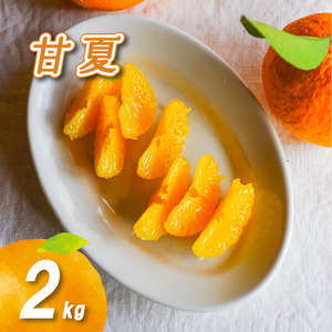 [2027年3月下旬頃より順次発送]農薬不使用 甘夏 2kg | 数量選択可 みかん ミカン 蜜柑 柑橘 数量限定 愛媛県産 松山市 中島 愛媛 ふるさと納税