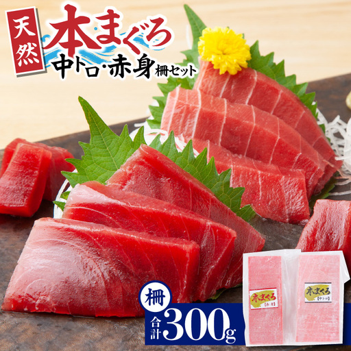 ＜選べる配送月＞神奈川県漁連 天然本マグロ 中トロ ・ 赤身 セット　M077-012-03 冷凍 マグロ