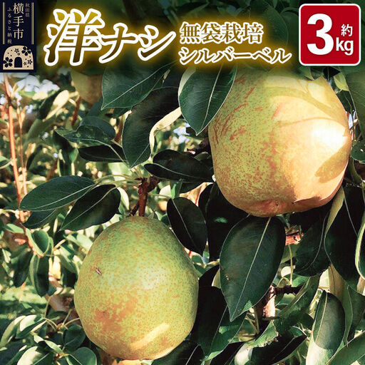 《先行受付！11月上旬より順次発送》洋梨 横手市産 小松谷りんご園謹製 無袋栽培シルバーベル 約3kg