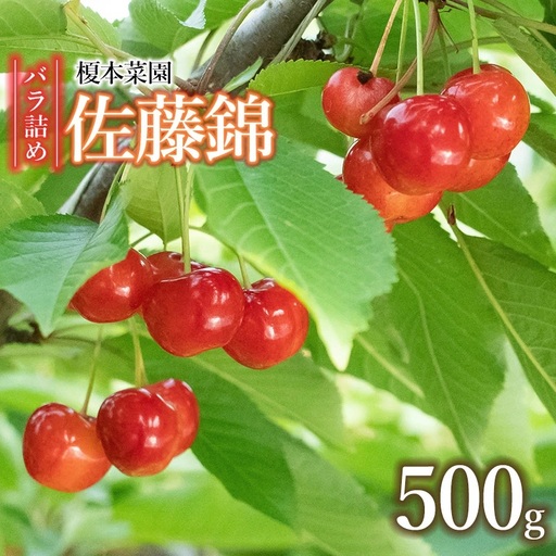 【令和9年産】さくらんぼ 佐藤錦 (Lサイズ以上)  バラ詰め 500g 榎本菜園  K-935