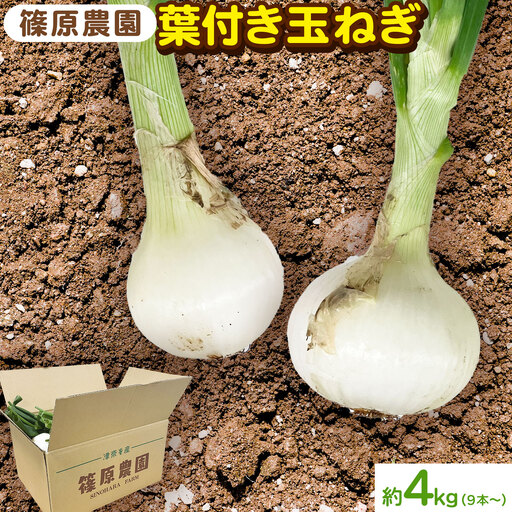 玉ねぎ 葉付き 4kg 玉ねぎ
