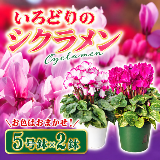 [先行予約] シクラメン5号鉢×2鉢セット