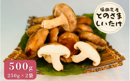 生しいたけ とのさましいたけ 500g (250g×2袋) 福田農産 | 新潟県 五泉市 しいたけ 椎茸 シイタケ きのこ