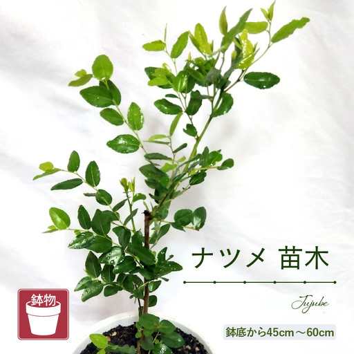 [先行予約]ナツメ苗木(鉢物)45cm〜60cm[2027年4月下旬以降順次発送予定][なつめ 植物 ] [m47-a030]