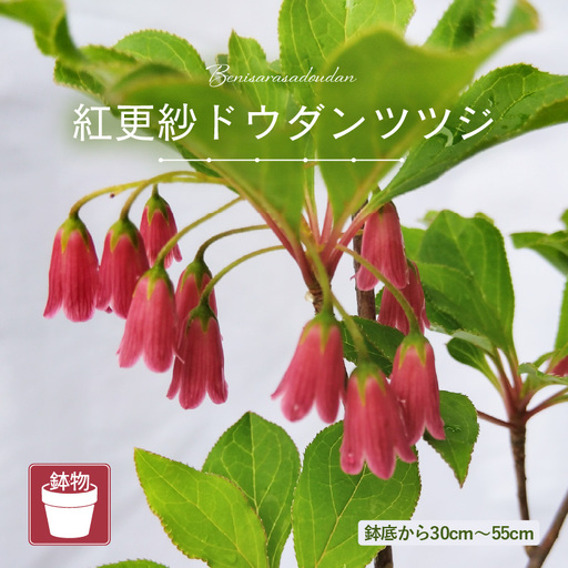 【先行予約】紅更紗ドウダンツツジ 苗木（鉢物）約30～55cm【2027年4月中旬以降順次発送予定】【つつじ お花 フラワー 花 苗 植物 花壇 ガーデニング 観葉植物 】 [m47-a010]