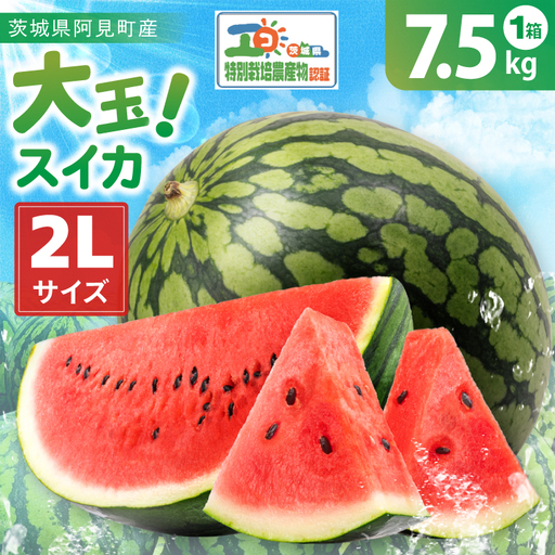 先行予約 大玉スイカ 2L サイズ 茨城県産 茨城県 阿見町 1玉 すいか 西瓜 果物 くだもの フルーツ 国産 甘い 大玉 スイカ 通販 お取り寄せ シャリ感 みずみずしい 完熟 高糖度 大きい こだわり栽培 特別栽培 旬 産地直送 数量限定 期間限定 送料無料 [先行予約