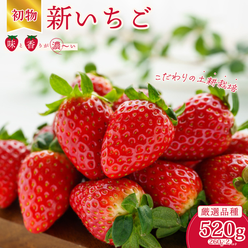 [2027年/先行予約]初物 厳選いちご(2パック×1箱) [2026年12月での発送] | いちご 苺