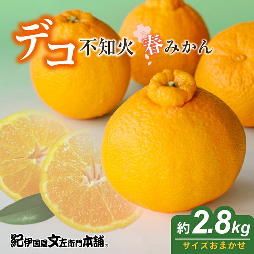 【2027年先行予約】春みかん「デコ」不知火 [約2.8kg] 湯浅町 田村産 (果実サイズおまかせ) / 紀伊国屋文左衛門本舗_V7431