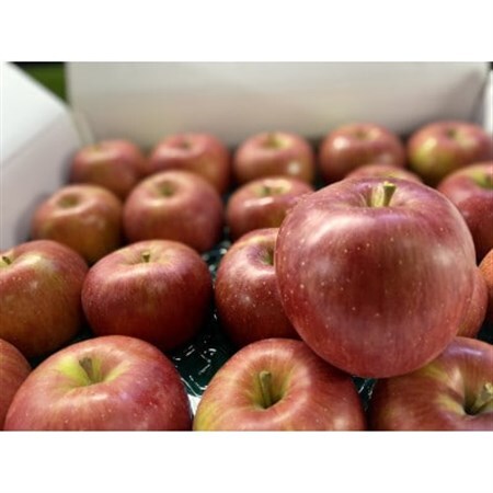 【令和9年4月上旬～発送予定】訳あり品　シャキッと甘い【シナノスイート】5kg(13～20個)_果物・フルーツ りんご  リンゴ 林檎_【1513888】