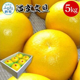 高知県産 温室文旦 5kg 