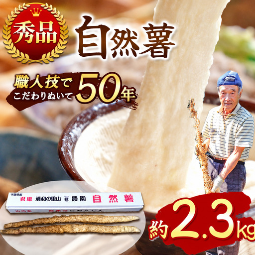  自然薯 【 約2.3kg 】 2 本 ～ 3本 千葉県産 11月上旬頃～順次発送 | マルショー農園 パイプ 栽培 ベテラン農家 長期保存 じねんじょ とろろ やまいも 山芋の卵焼き 麦とろご飯 ネバネバ丼 とろろそば 君津市 きみつ 千葉県