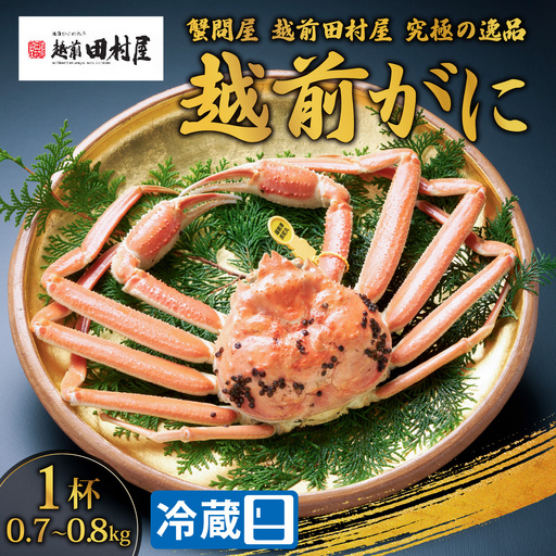 【先行予約】【蟹問屋 越前田村屋 究極の逸品】越前がに (ズワイ）0.7-0.8kg 1杯 [H-029002] / ｽﾞﾜｲｶﾞﾆ ｽﾞﾜｲｶﾞﾆ ｽﾞﾜｲｶﾞﾆ