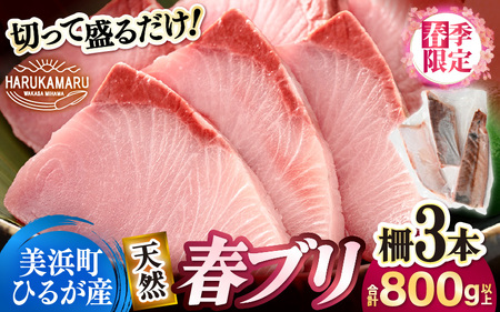 [先行予約]天然!地物!ひるがの春ぶり 柵3本[合計800g以上][2027年5月下旬以降順次発送予定]ブリ 鰤 [m36-b020]