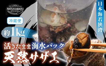 日本海若狭湾 [活きたまま天然サザエ約1kg] 海水パックにてお届け![活サザエ BBQ] [m36-a034]