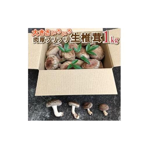 大きさいろいろ 肉厚プリプリ生椎茸1kg[1130] しいたけ シイタケ