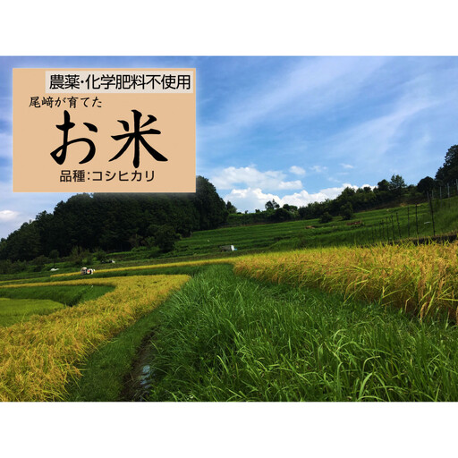 栽培期間中農薬・化学肥料不使用 白米粒が光る棚田米 滋賀県大津産 白米5kg